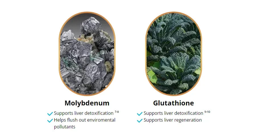 Liv Pure ingredients